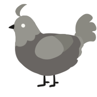 A grey and ash chicken with a head pattern