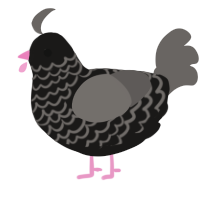 A sable and grey chicken with a lace pattern