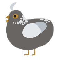 A grey and mist chicken with a neck-speckle pattern