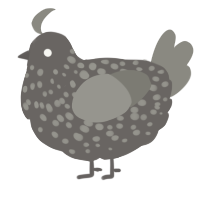 A grey and ash chicken with a speckle pattern