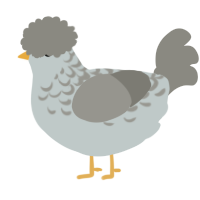 A silver and ash chicken with a half-lace pattern