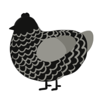 (unnamed), a black and ash chicken with a lace pattern