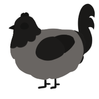 A grey and sable chicken with a head pattern