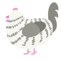 A white and ash chicken with a bar pattern