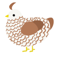 A white and brown chicken with a lace pattern