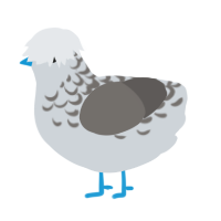 EggNest Henmingway, a mist and grey chicken with a half-lace pattern