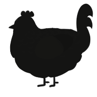 black xxx, a black chicken with a half-lace pattern