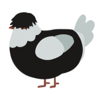 A sable and silver chicken with a head pattern