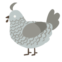 (unnamed), a silver and ash chicken with a lace pattern