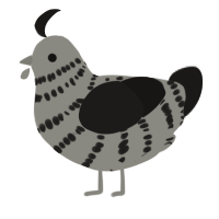 A ash and sable chicken with a bar pattern