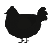 A black chicken with a double-lace pattern