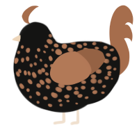 Feral, a black and brown chicken with a speckle pattern