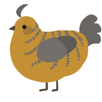 (unnamed), a gold and grey chicken with a half-bar pattern