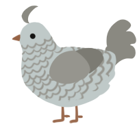 (unnamed), a silver and ash chicken with a lace pattern