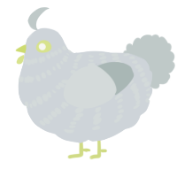 A mist and silver chicken with a bar pattern