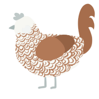 A white and brown chicken with a double-lace pattern