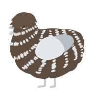 Rime, a bark and mist chicken with a bar pattern