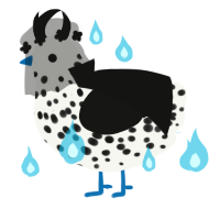Peste, a white and black chicken with a speckle pattern