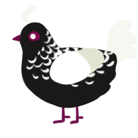 A sable and white chicken with a half-lace pattern
