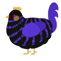 Crowlas, a black and indigo chicken with a bar pattern