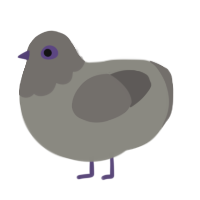 The Pigeon, a ash and grey chicken with a head pattern