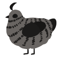 A grey and sable chicken with a bar pattern