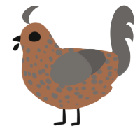 A brown and grey chicken with a speckle pattern