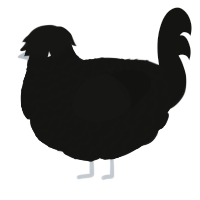 A black chicken with a lace pattern