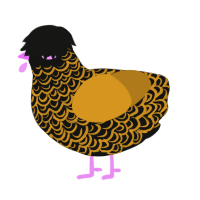A black and ochre chicken with a double-lace pattern