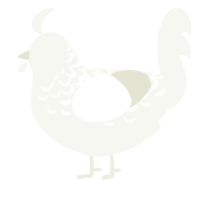 A white chicken with a half-lace pattern