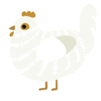 A white chicken with a bar pattern