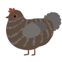 A bark and grey chicken with a bar pattern