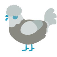A ash and silver chicken with a head pattern