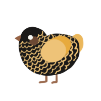 A sable and honey chicken with a lace pattern