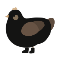 dachshund, a black and bark chicken