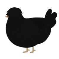 DARKNESS, a black chicken with a speckle pattern