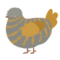 Paul, a ash and gold chicken with a bar pattern