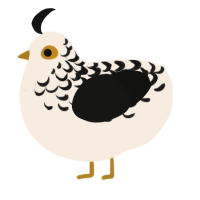 (unnamed), a cream and black chicken with a half-lace pattern