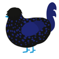 A black and navy chicken with a speckle pattern