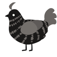 A Young Boy, a sable and grey chicken with a bar pattern