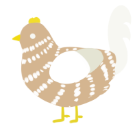 bird, a beige and white chicken with a bar pattern