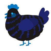 A sable and navy chicken with a bar pattern