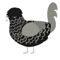 A sable and ash chicken with a lace pattern