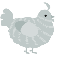 A silver chicken with a bar pattern