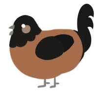 macchiato, a brown and sable chicken with a head pattern