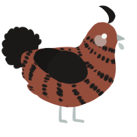 A russet and sable chicken with a bar pattern