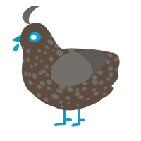 Bear, a bark and grey chicken with a speckle pattern