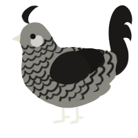 A ash and sable chicken with a lace pattern