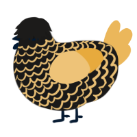 A sable and honey chicken with a lace pattern