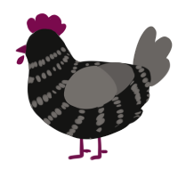 A black and grey chicken with a bar pattern